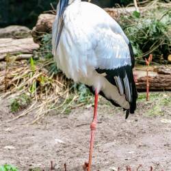 #1008 · Schwarzschnabelstorch