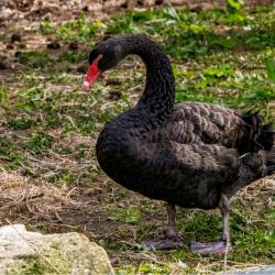 #946 · Schwarzschwan