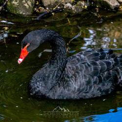 #949 · Schwarzschwan