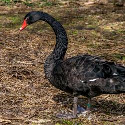 #950 · Schwarzschwan