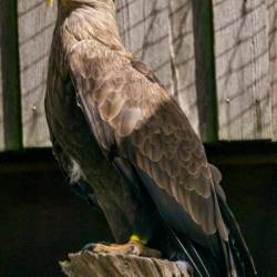 #968 · Seeadler