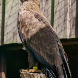 #967 · Seeadler