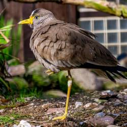 #989 · Senegalkiebitz