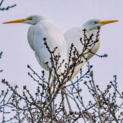 #1226 · Silberreiher an der Hunte