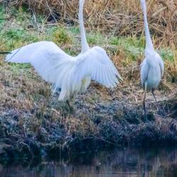 #1225 · Silberreiher an der Hunte