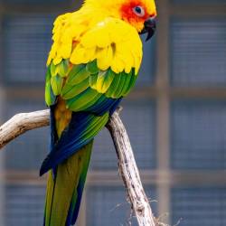 #976 · Sonnensittich