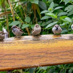 #600 · Sperlinge auf der Bank