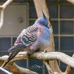 #973 · Spitzschopftaube