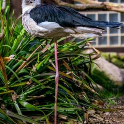 #990 · Stelzenläufer