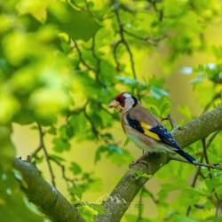 #1512 · Stieglitz oder Distelfink