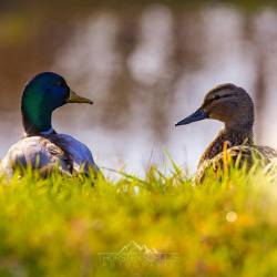 #210 · Stockentenpärchen