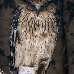 #1022 · Sundafischuhu