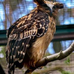 #1023 · Sundafischuhu