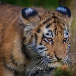 #692 · Tiger