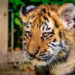 #691 · Tiger