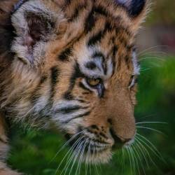 #693 · Tiger