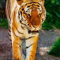 #481 · Tiger