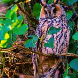 #1521 · Waldohreule