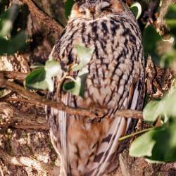 #1519 · Waldohreule