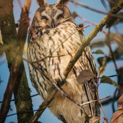 #1520 · Waldohreule