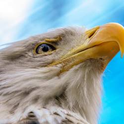 #965 · Weißkopf-Seeadler