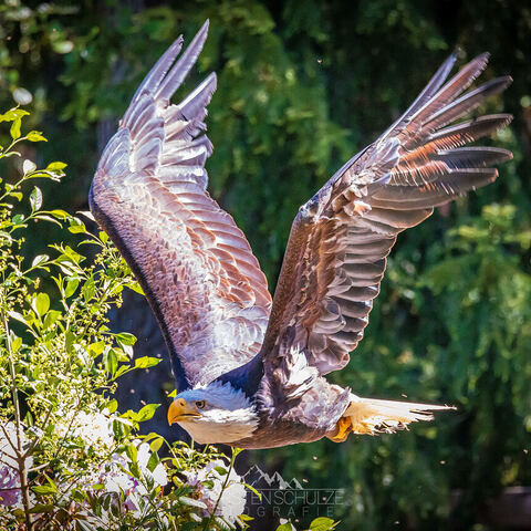 #1791 · Weißkopf-Seeadler