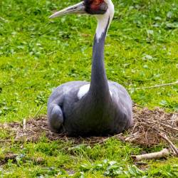 #945 · Weißnackenkranich