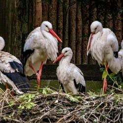 #1012 · Weißstorch