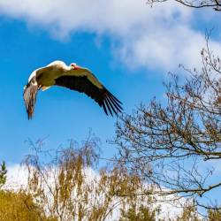 #1011 · Weißstorch