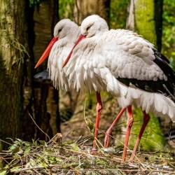 #1010 · Weißstorch