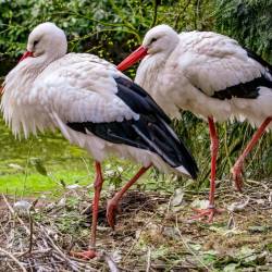 #1009 · Weißstorch