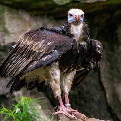 #556 · Wollkopfgeier