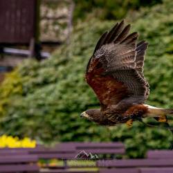 #944 · Wüstenbussard