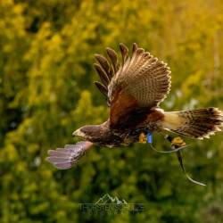 #943 · Wüstenbussard