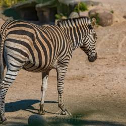 #518 · Zebra