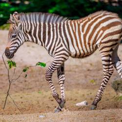 #498 · Zebra
