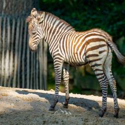 #499 · Zebra