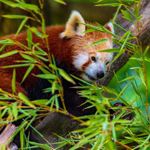 #2046 · Zoo Dresden