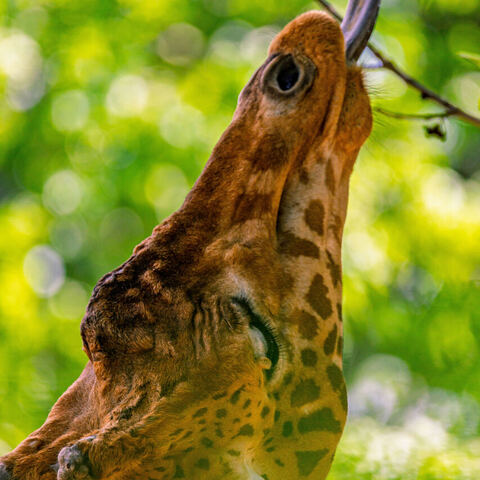 #2081 · Zoo Dresden