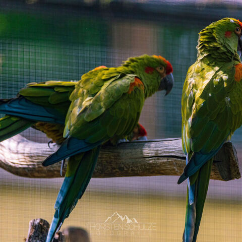 #2065 · Zoo Dresden