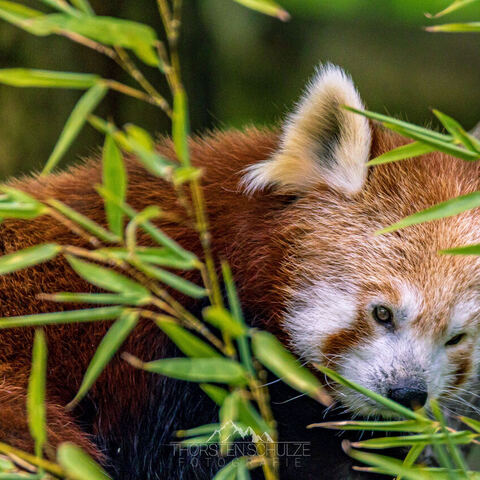 #2045 · Zoo Dresden