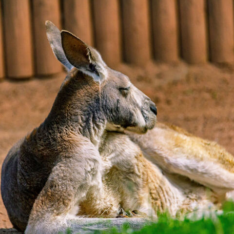 #2075 · Zoo Dresden