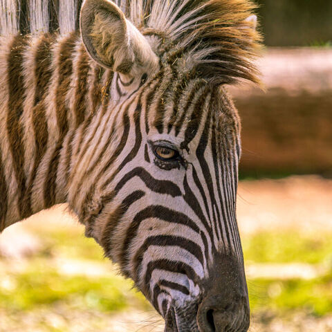 #2080 · Zoo Dresden