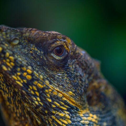 #2087 · Zoo Dresden