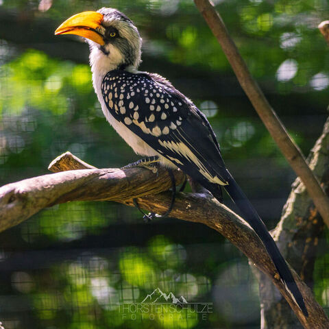 #2066 · Zoo Dresden