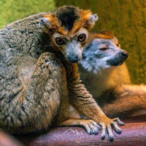 #2049 · Zoo Dresden