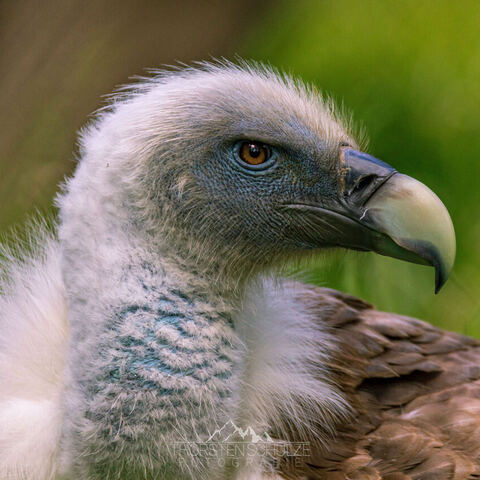 #2062 · Zoo Dresden