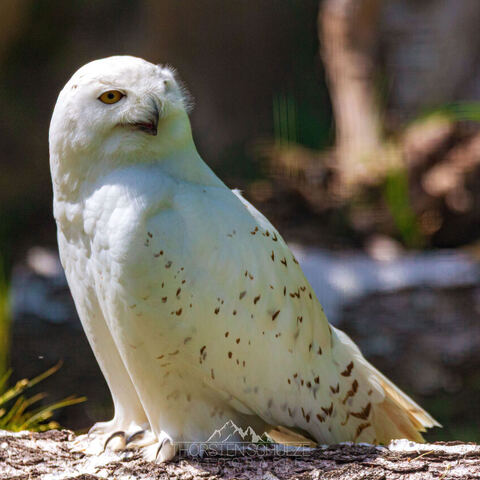 #2059 · Zoo Dresden