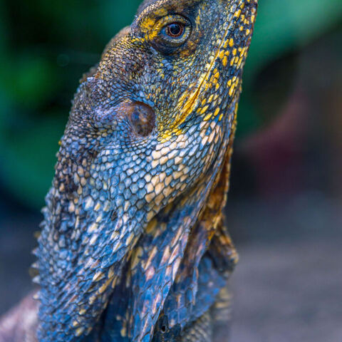 #2085 · Zoo Dresden