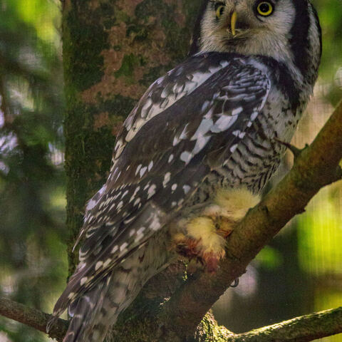 #2069 · Zoo Dresden